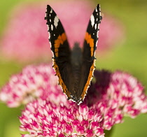 Sedum, Red Admiral butterfly Vanessa atalanta, feeding on a pink flowerhead in garden border.