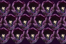 Tulip, Tulipa, Pattern created from open purple flower heads repeated.