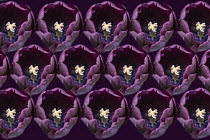 Tulip, Tulipa, Pattern created from open purple flower heads repeated.