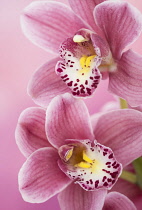 Orchid, Cymbidium, Studio shot of pink flowers shing stamen.