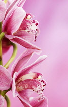 Orchid, Cymbidium, Studio shot of pink flowers shing stamen.