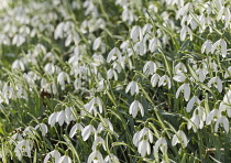 Snowdrop, Common snowdrop, Galanthus nivalis, Small white flowers growing outdoor in woodland.