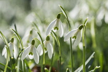 Snowdrop, Common snowdrop, Galanthus nivalis, Small white flowers growing outdoor in woodland.