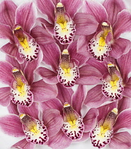 Orchid, Cymbidium, Studio shot of pink flowerheads.