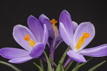 Crocus, Early crocus, Crocus tommasinianus, Studio shot of purple flowers  showing orange  stamens.