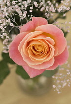 Rose, Rosa, Studio shot of single peach coloured flower with gypsophila in vase.