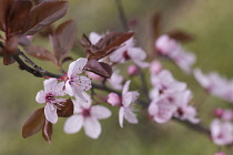Cherry plum, Black cherry plum, Prunus cerasifera 'Nigra', Pink blossom & leaves  opening together in garden border.