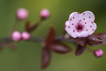 Cherry plum, Black cherry plum, Prunus cerasifera 'Nigra', Pink blossom & leaves  opening together in garden border.