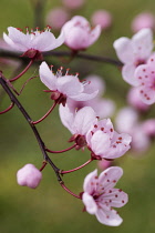 Cherry plum, Black cherry plum, Prunus cerasifera 'Nigra', Pink blossom & leaves  opening together in garden border.