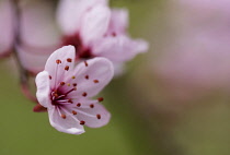 Cherry plum, Black cherry plum, Prunus cerasifera 'Nigra', Pink blossom & leaves  opening together in garden border.