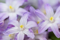 Glory of the snow, Chionodoxa, Studio shot close up of mauve coloured flowers.