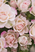 Rose, Rosa, Studio shot of pink edged flowers.