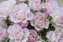 Rose, Rosa, Studio shot of pink edged flowers.