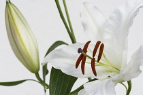 Lily, Oriental lily, Lilium, Studio shof of white flower & bud showing stamens & pollen.