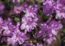 Rhododendron, Rhododendron 'Praecox', Mauve coloured flowers growing outdoor.