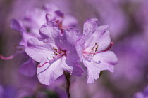 Rhododendron, Rhododendron 'Praecox', Mauve coloured flowers growing outdoor.