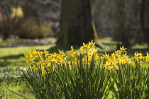 Daffodil, Narcissus, Clusters of backlit yellow flowers gowing outdoor.