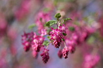 Currant, Flowering currant, Ribes sanguineum, Pink flowers growing outdoor.