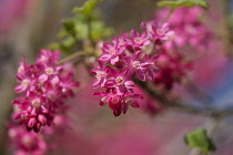 Currant, Flowering currant, Ribes sanguineum, Pink flowers growing outdoor.