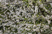 Cherry, Wild Cherry, Prunus avium, Small white blossoms growing outdoor.