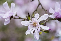 Magnolia, Magnolia 'Leonard Messel', Magnolia x loebneri 'Leonard Messel', Pastel pink flowers growing outdoor on the tree.