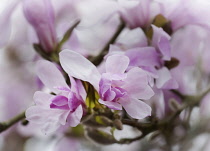 Magnolia, Magnolia 'Leonard Messel', Magnolia x loebneri 'Leonard Messel', Pastel pink flowers growing outdoor on the tree.