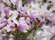 Magnolia, Magnolia 'Leonard Messel', Magnolia x loebneri 'Leonard Messel', Pastel pink flowers growing outdoor on the tree.