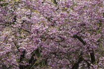 Cherry, Single pink weeping cherry, Prunus subhirtella 'Pendula rubra', Clusters of small hanging pink flowers growing outdoor.