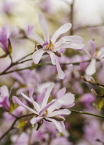 Magnolia, Magnolia 'Leonard Messel', Magnolia x loebneri 'Leonard Messel', Pastel pink flowers growing outdoor on the tree.