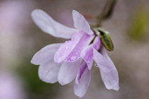 Magnolia, Magnolia 'Leonard Messel', Magnolia x loebneri 'Leonard Messel', Pastel pink flowers growing outdoor on the tree.