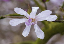 Magnolia, Magnolia 'Leonard Messel', Magnolia x loebneri 'Leonard Messel', Pastel pink flowers growing outdoor on the tree.