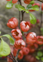 Quince, Flowering quince, Chaenomeles, Red flowers growing outdoor.