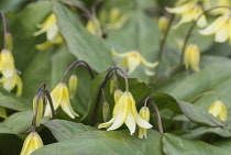 Bellwort, Sessile bellwort, Uvularia sessilifolia, Bell shaped yellow flowers growing outdoor.