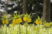 Fritillary, Crown imperial 'Maxima Lutea', Fritillaria imperialis 'Maxima Lutea', Backlit yellow flowers growing outdoor.