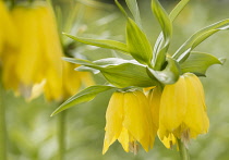 Fritillary, Crown imperial 'Maxima Lutea', Fritillaria imperialis 'Maxima Lutea', Yellow flowers growing outdoor showing stamens.