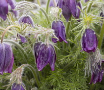 Pasque flower, Pulsatilla vulgaris, Group of purple flowers growing outdoor.