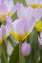 Tulip, Tulipa, Group of pink flowers with yellow centres growing outdoor.