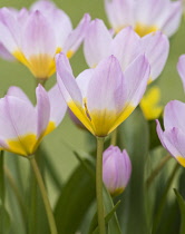 Tulip, Tulipa, Group of pink flowers with yellow centres growing outdoor.