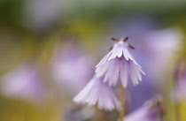 Snowbell, Soldanella 'Sudden Spring', Mauve coloured flower growing outdoor.