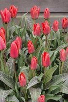 Tulip, Tulipa, Red flower buds covered in raindrops.
