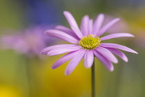 Anemone, Pink flower growing outdoor.