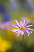 Anemone, Pink flower growing outdoor.