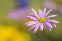 Anemone, Pink flower growing outdoor.