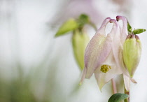 Aquilegia, Columbine, Ranunculaceae, Single delicate pink flower showing stamens & bud growing outdoor.