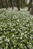 Wild garlic, Ramsons, Allium ursinum; Carpet of tiny white flowers in woodland.