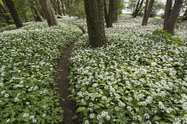 Wild garlic, Ramsons, Allium ursinum; Carpet of tiny white flowers in woodland with path.