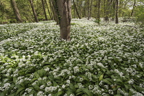 Wild garlic, Ramsons, Allium ursinum; Carpet of tiny white flowers in woodland.