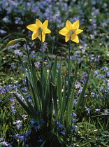 Daffodil, Narcissus, Yellow subject.