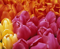 Tulip, Tulipa, Mass of pink, orange and yellow coloured flowers.