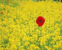 Poppy & Oilseed rape, Papaver rhoeas & Brassica oleracea, Yellow subject.